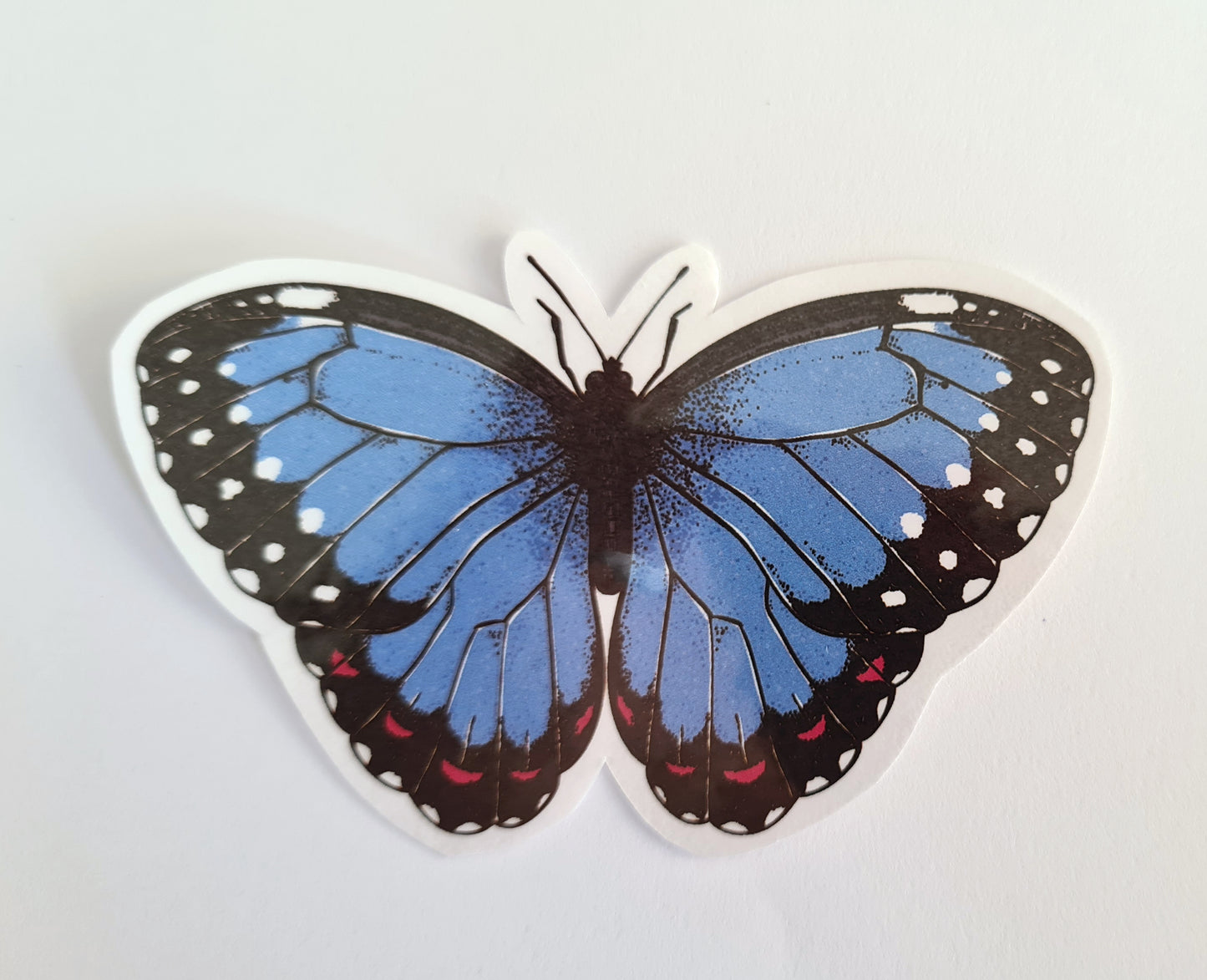 blue morpho butterfly sticker