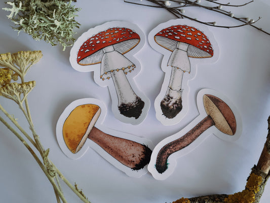 photo of  stickers featuring 4 illustrated wild mushrooms