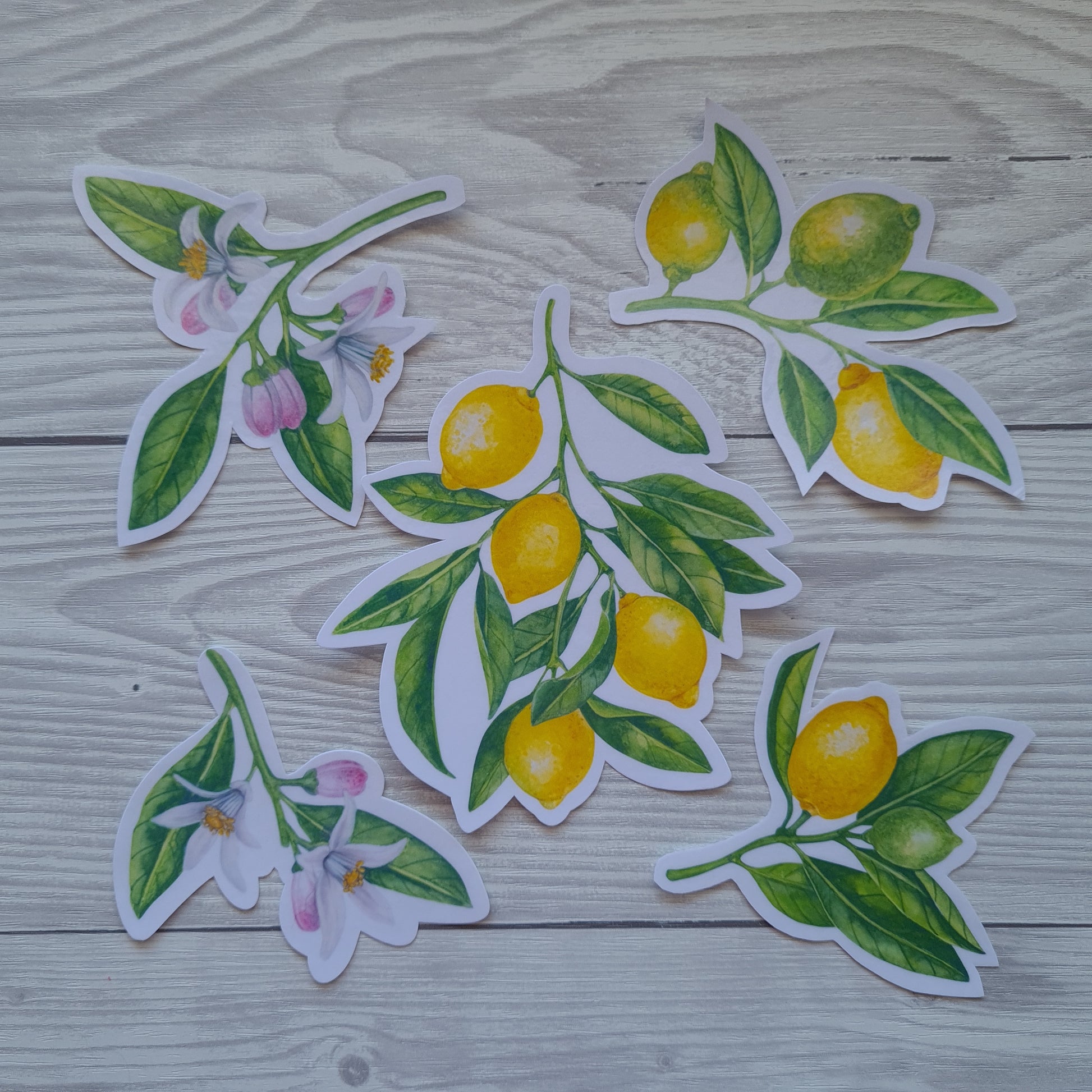 photo of set of 5 laminated stickers featuring branches with lemon blooms, leaves and fruit painted with watercolors