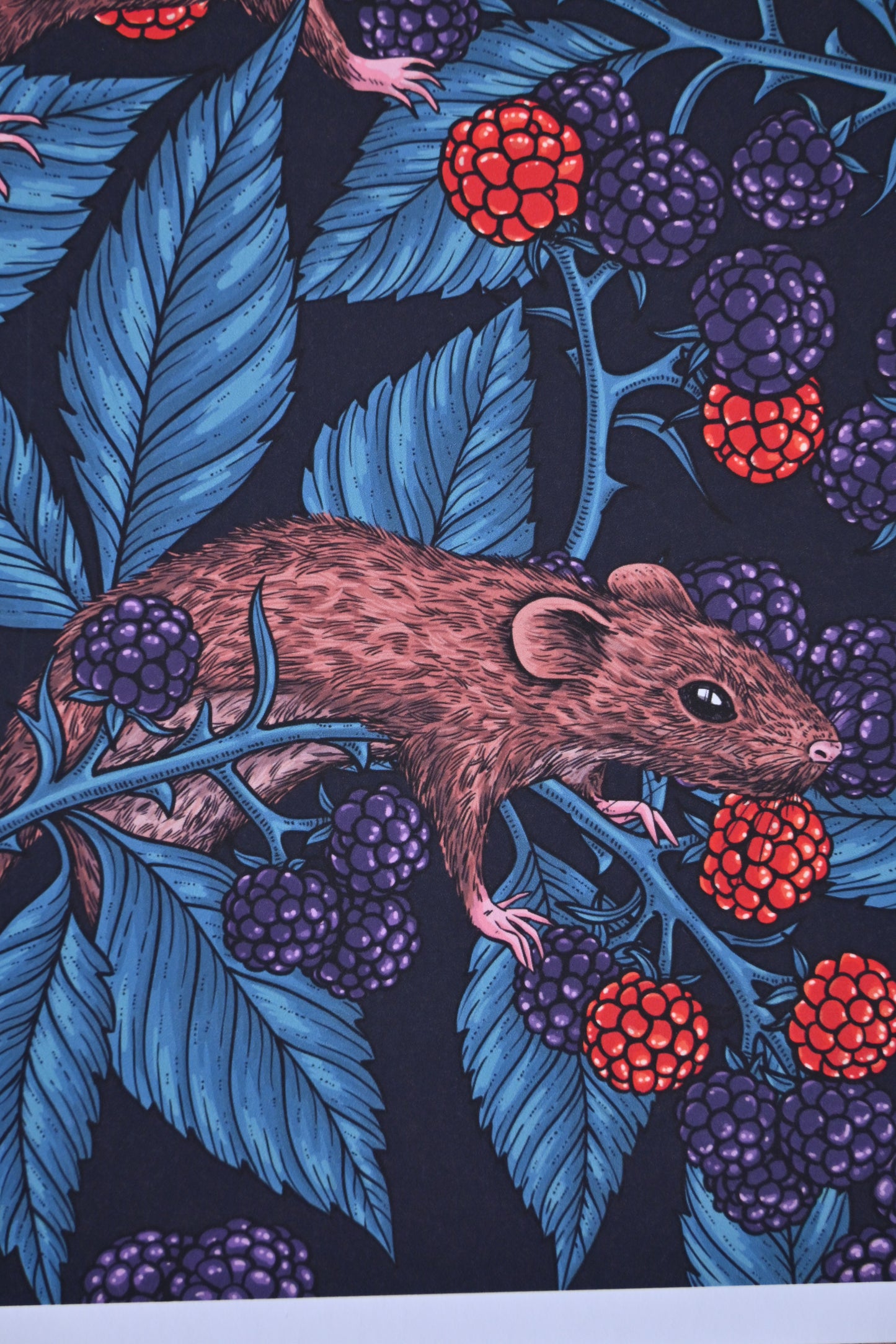 photo of Mice and blackberries, 5 mice eating blackberries close up