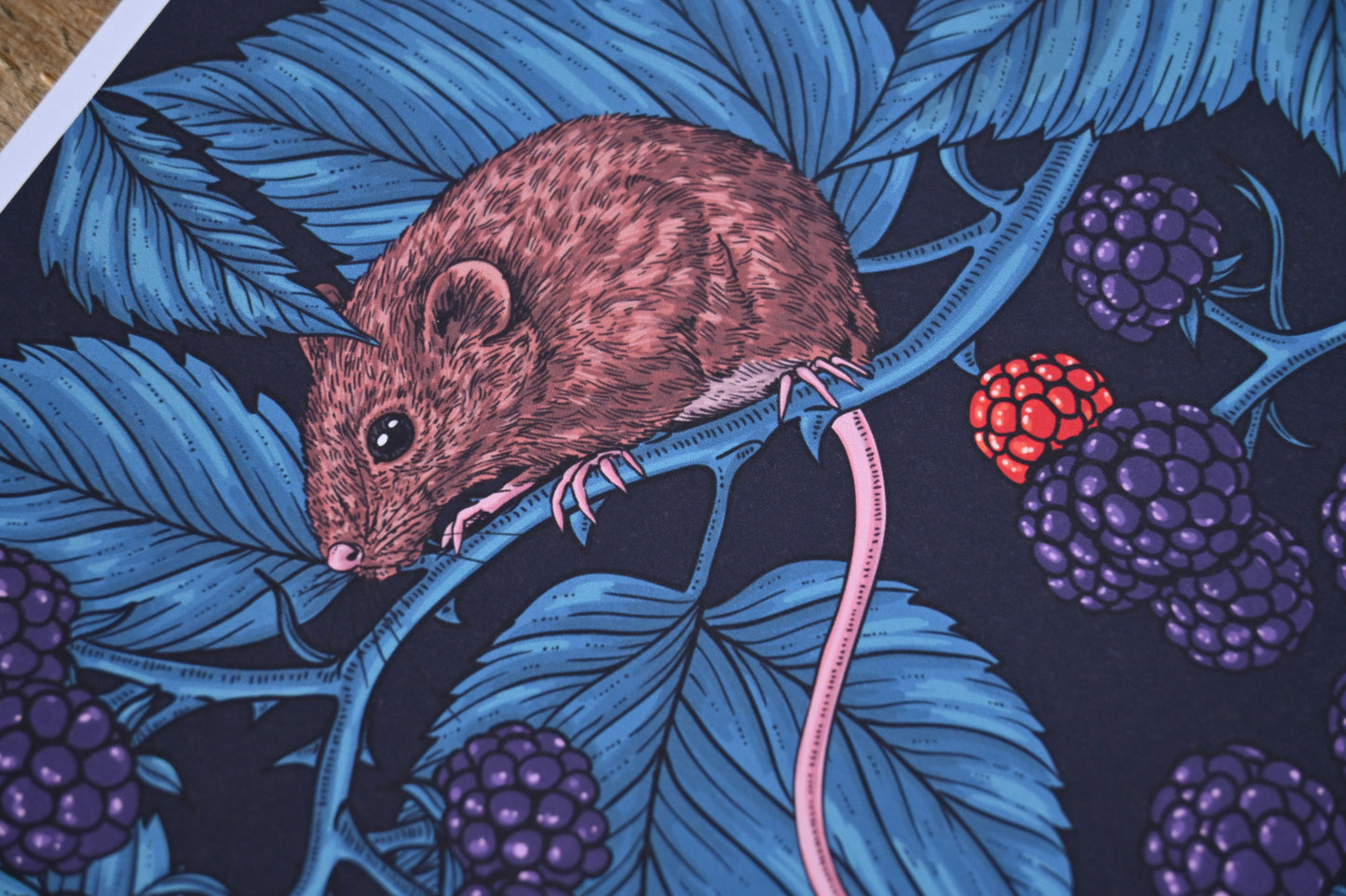 photo of Mice and blackberries, 5 mice eating blackberries close up