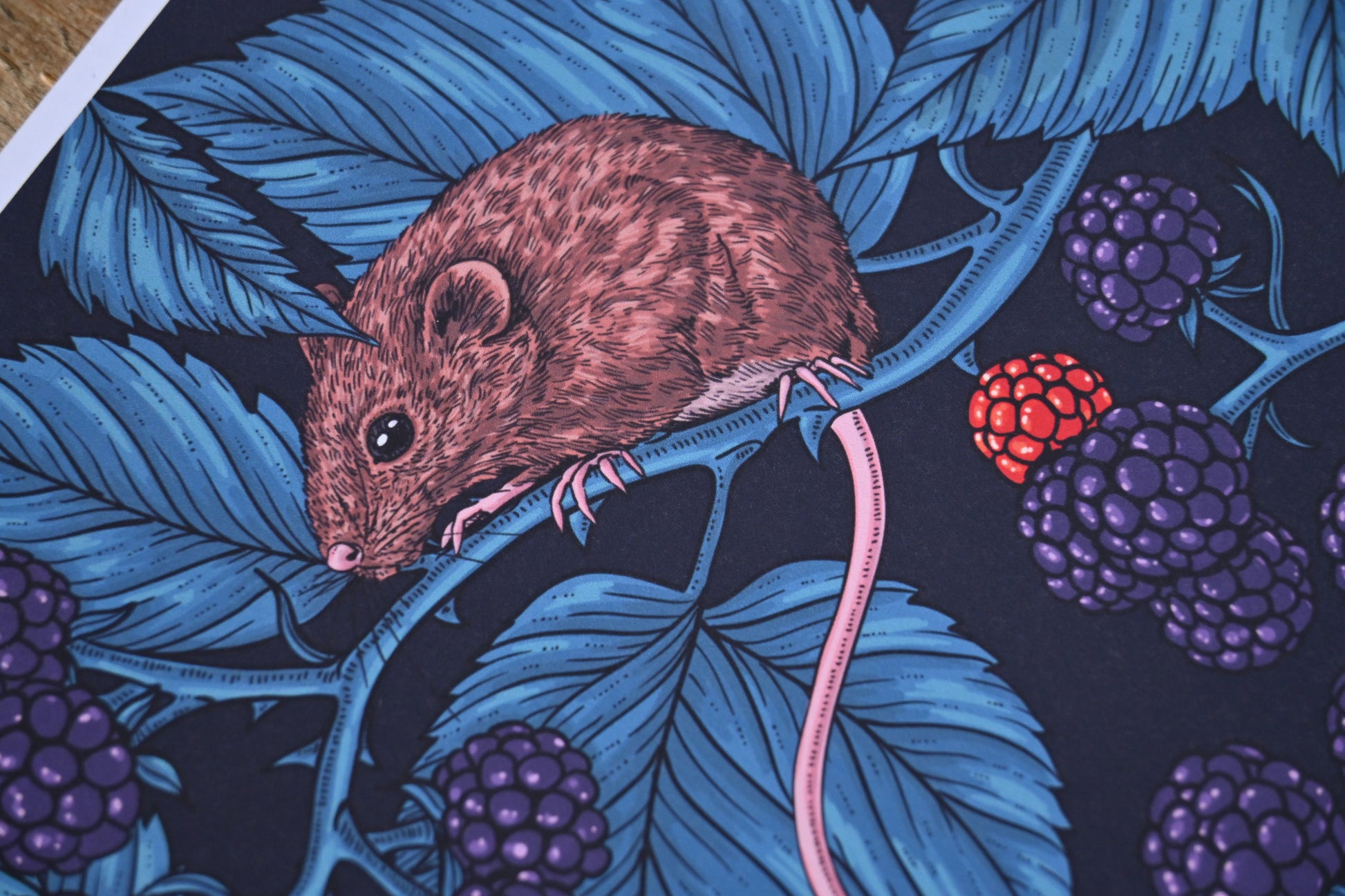 photo of Mice and blackberries, 5 mice eating blackberries close up