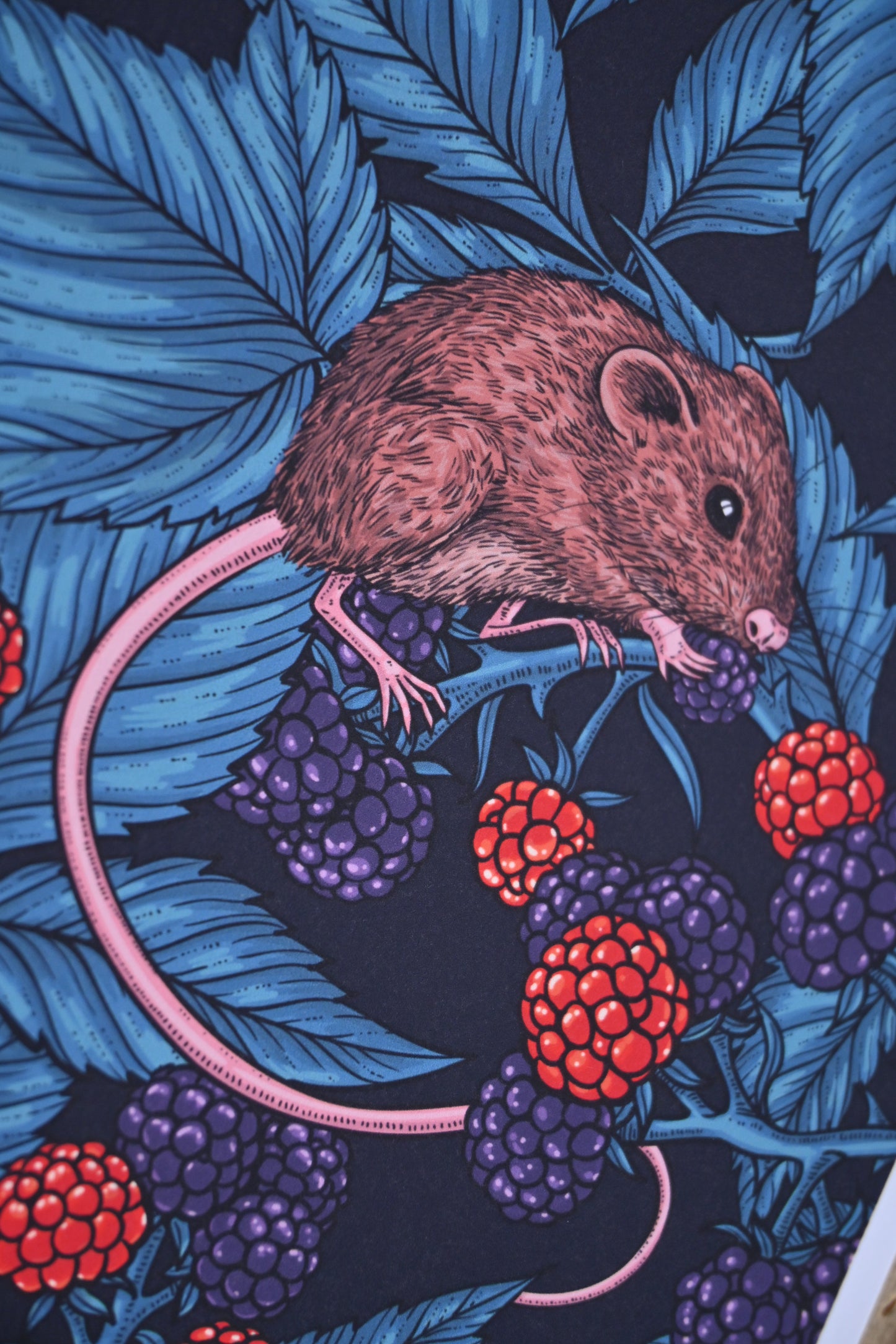 photo of Mice and blackberries, 5 mice eating blackberries close up