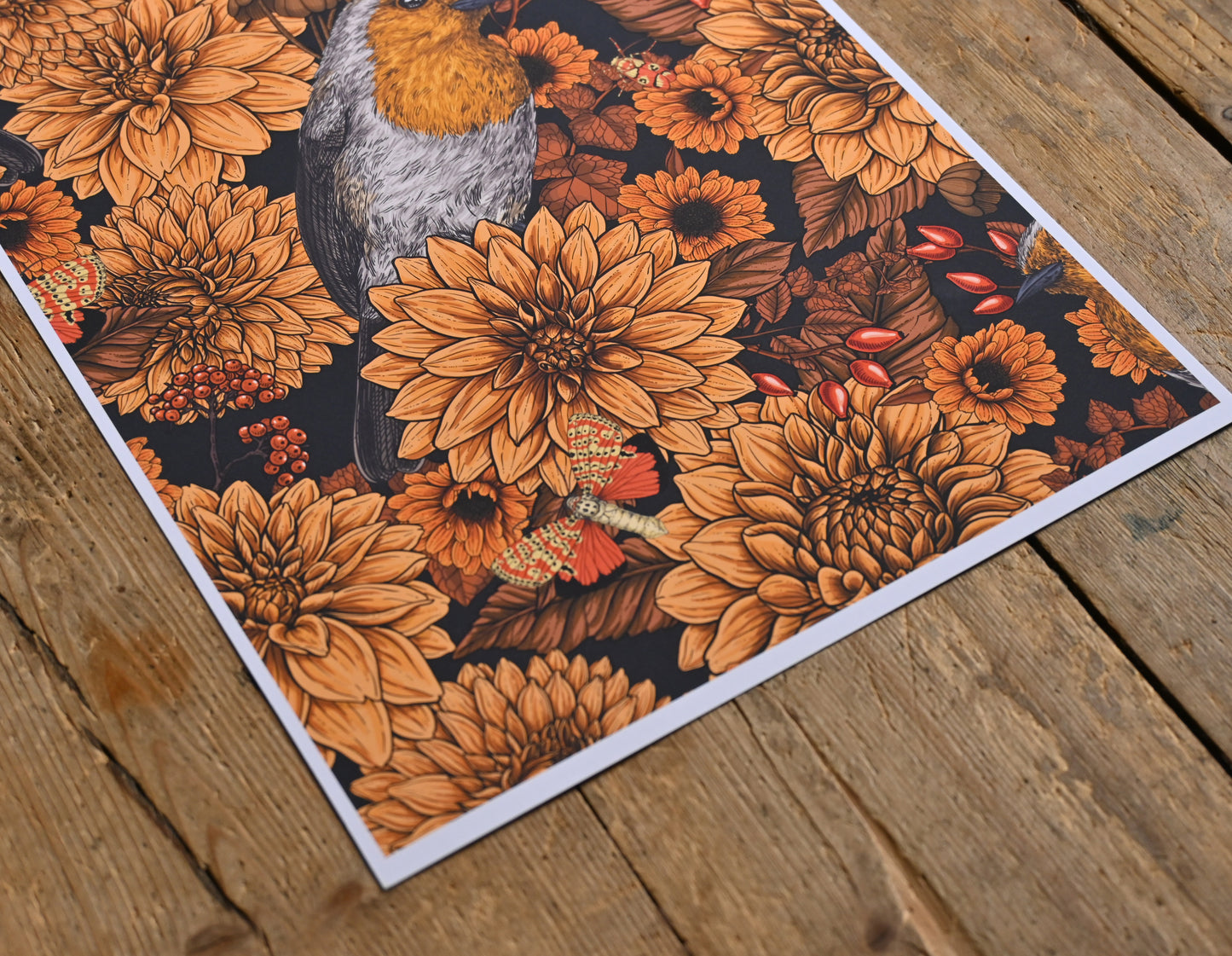 photo of Robin in the dahlias art Print, close up