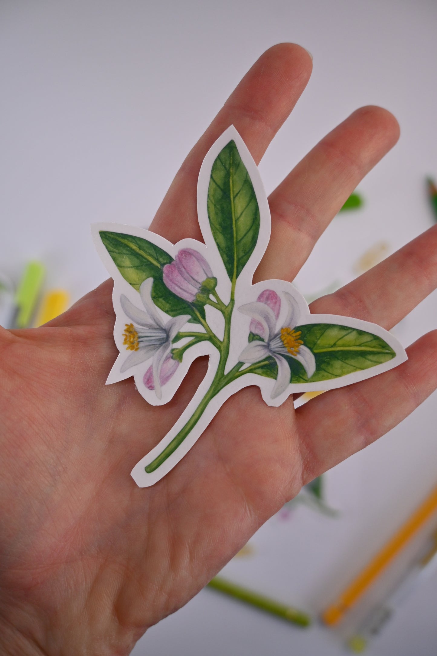 photo of a sticker featuring a lemon branch with blooms and leaves painted with watercolors