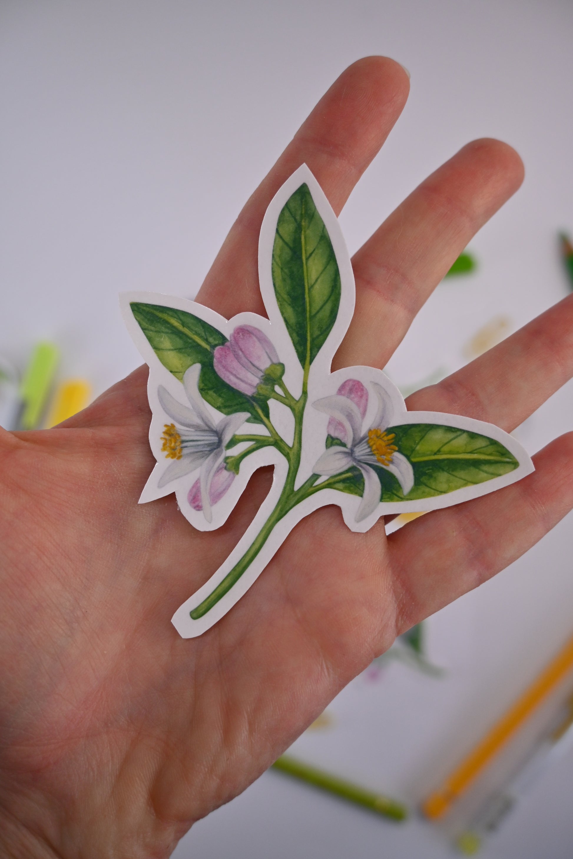 photo of a sticker featuring a lemon branch with blooms and leaves painted with watercolors