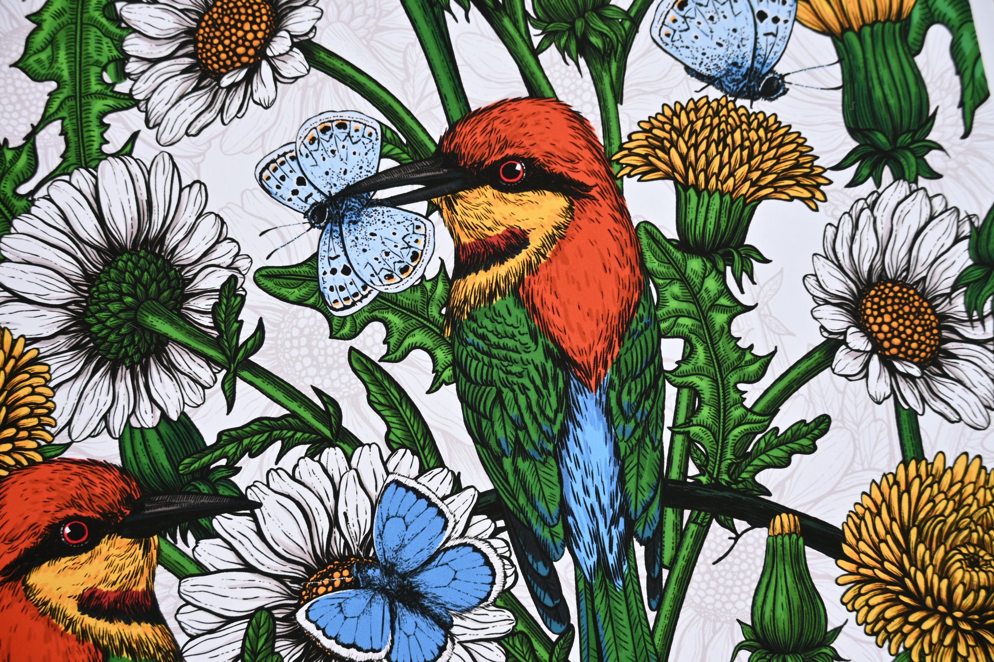 photo of a giclee print of Bee-eaters and wildflowers illustration featuring bee - eater birds, dandelions, daisies and common blue butterflies, close up