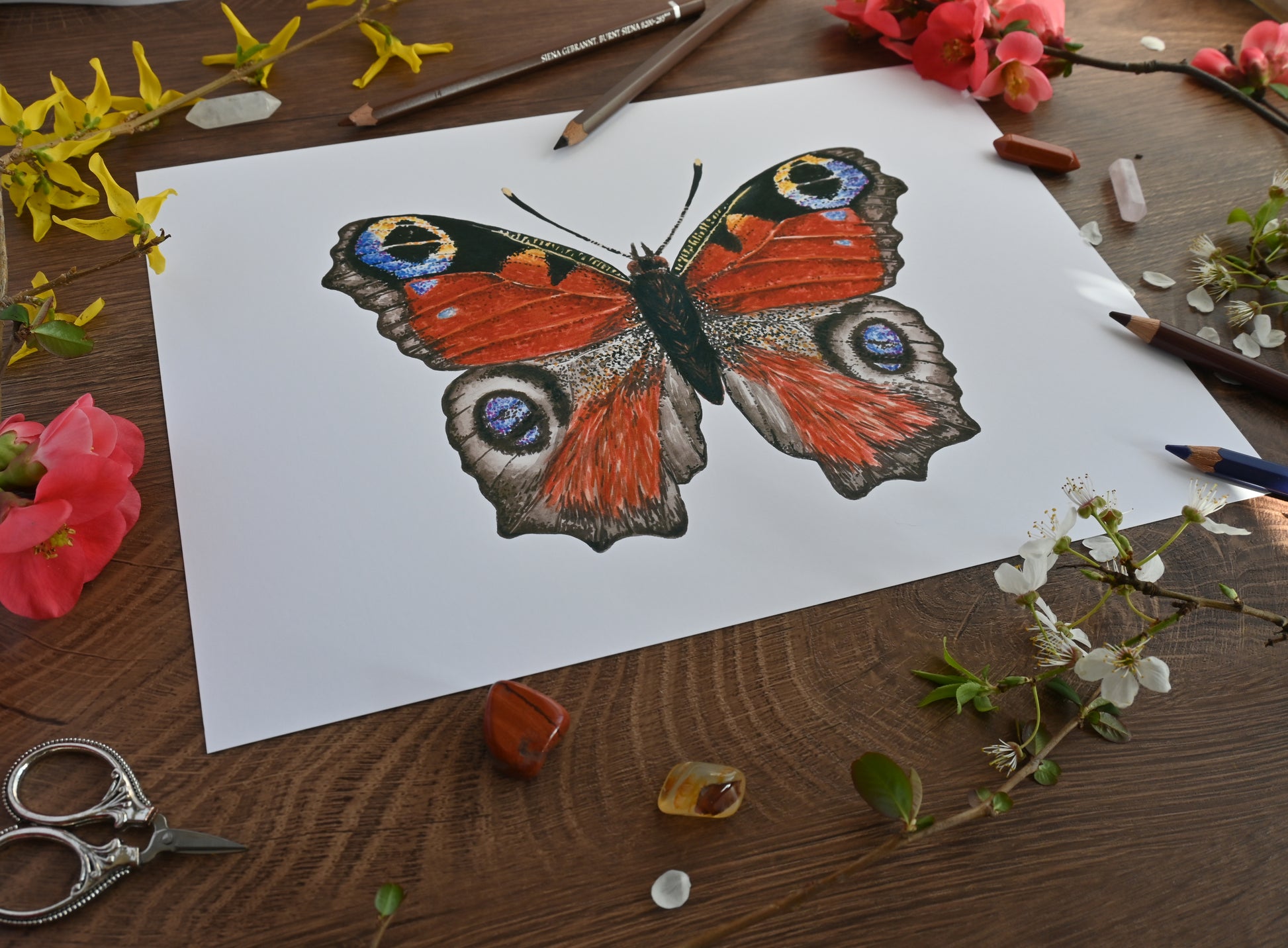 Photo of Peacock Butterfly watercolor painting inkjet photo print 