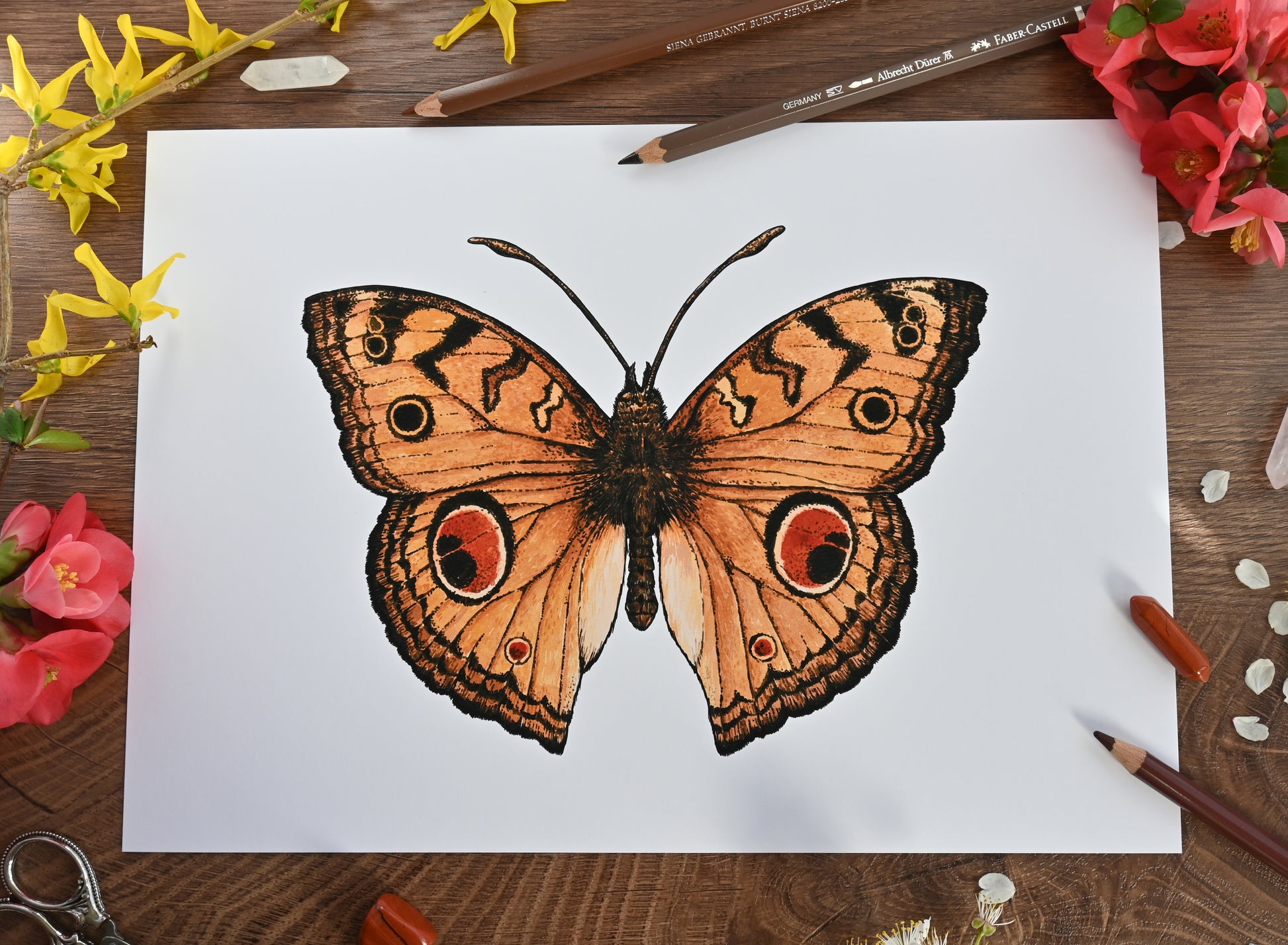 peacock pansy butterfly watercolor painting inkjet print