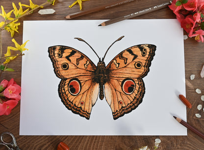 peacock pansy butterfly watercolor painting inkjet print