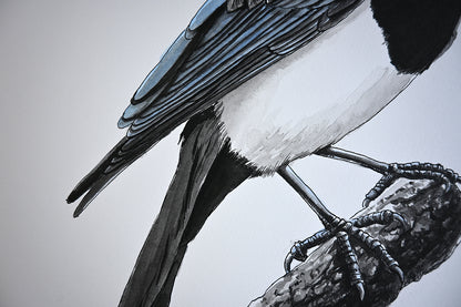 Magpie bird perched on a branch against a white background