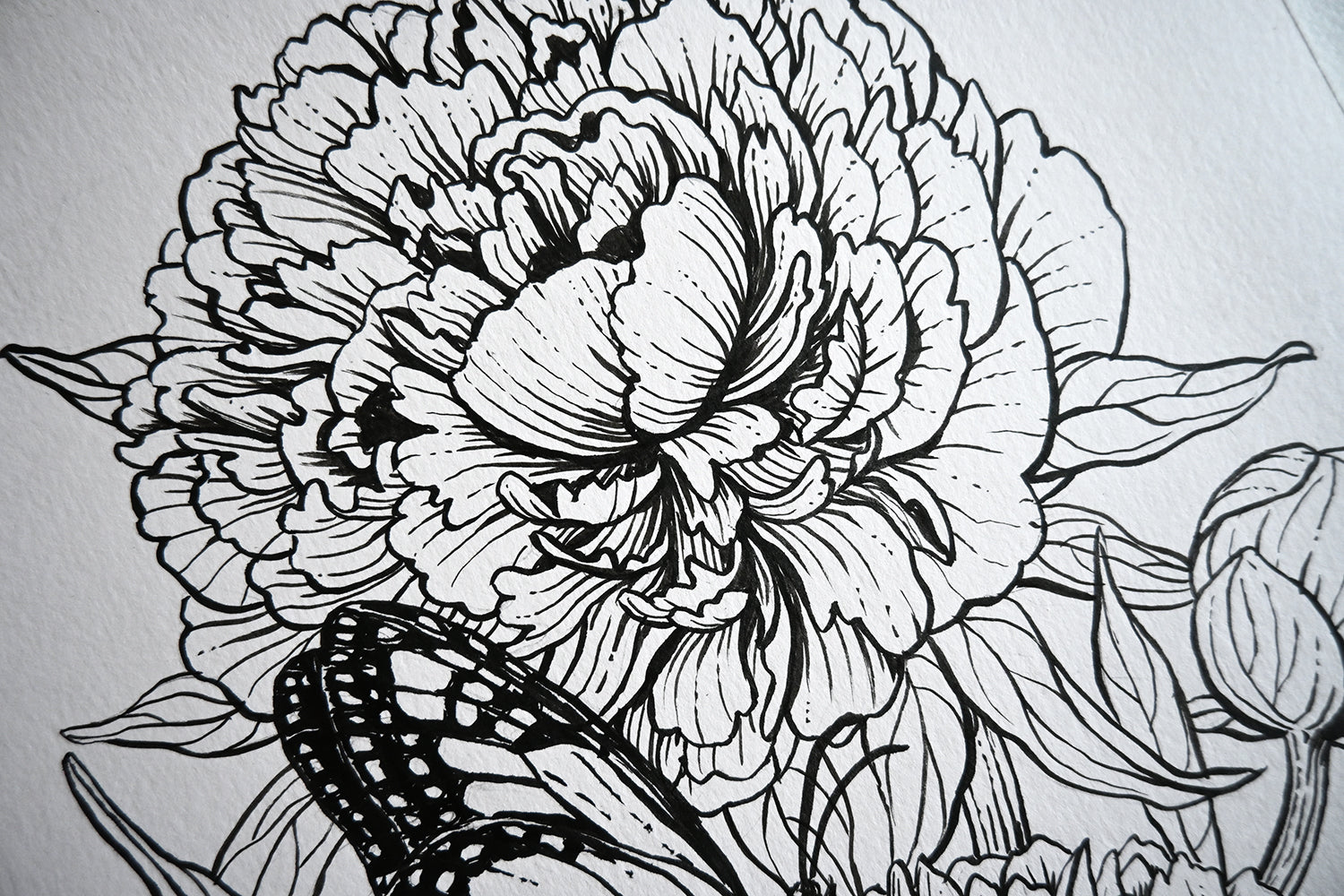 Close up of an ink drawing of a peony flowers and monarch butterfly