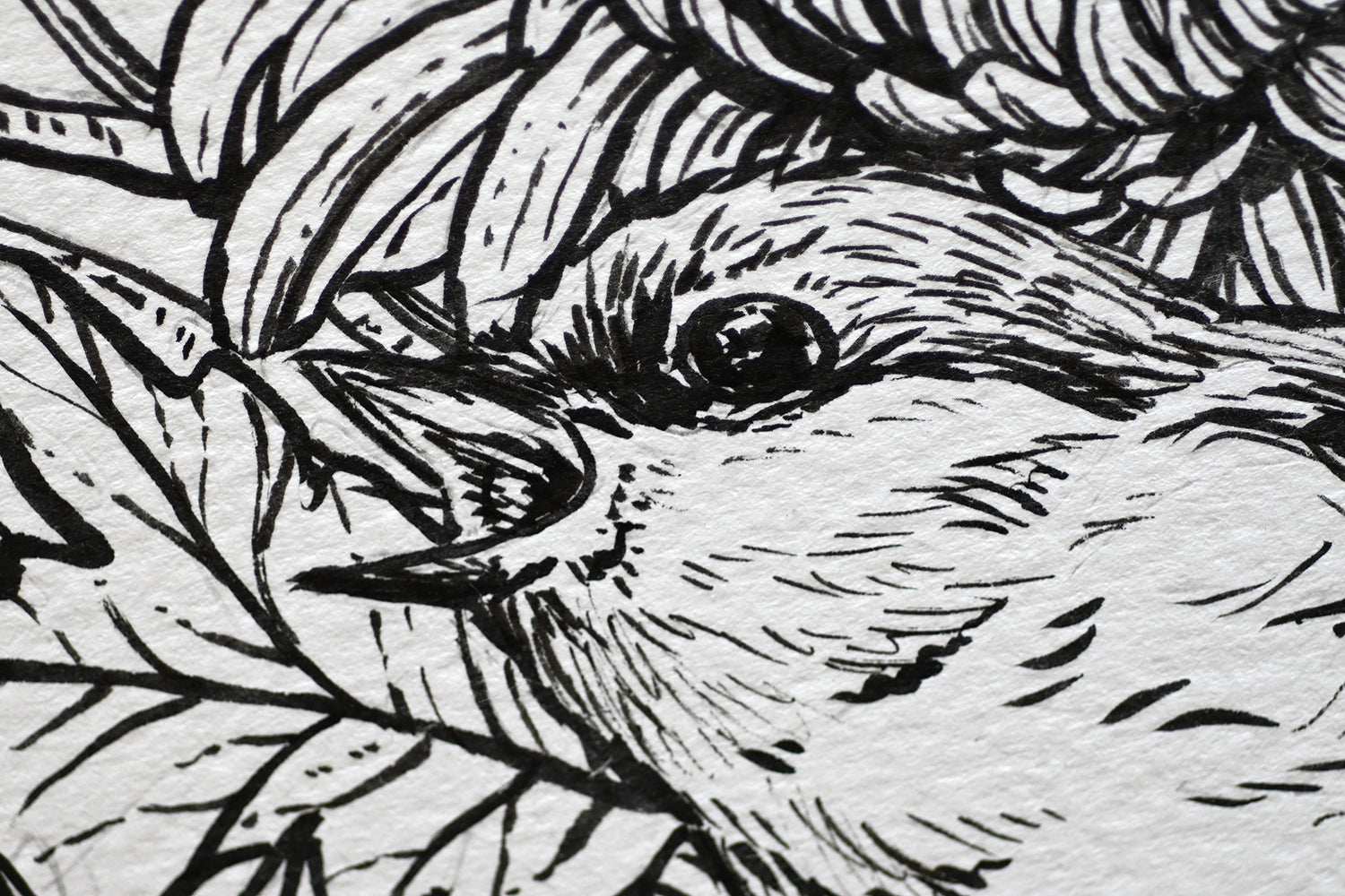 Black and white line drawing of a bird's face with detailed feathers.