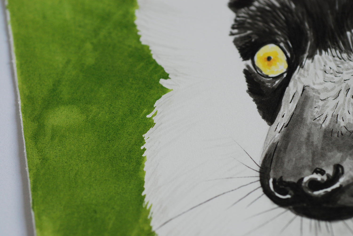Close-up of a lemur's face with a green background