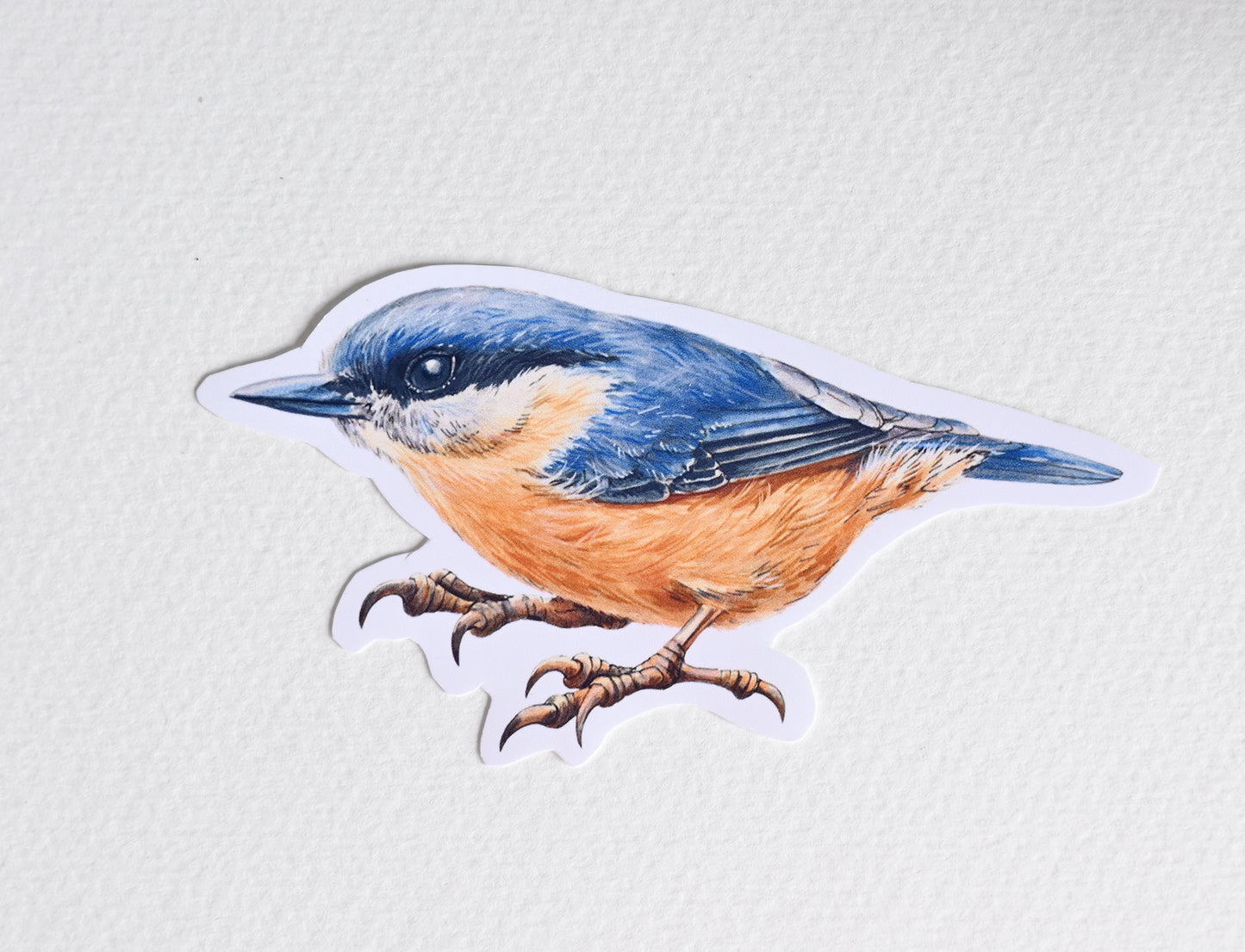 Photo of a sticker with nuthatch illustration on a textured white background