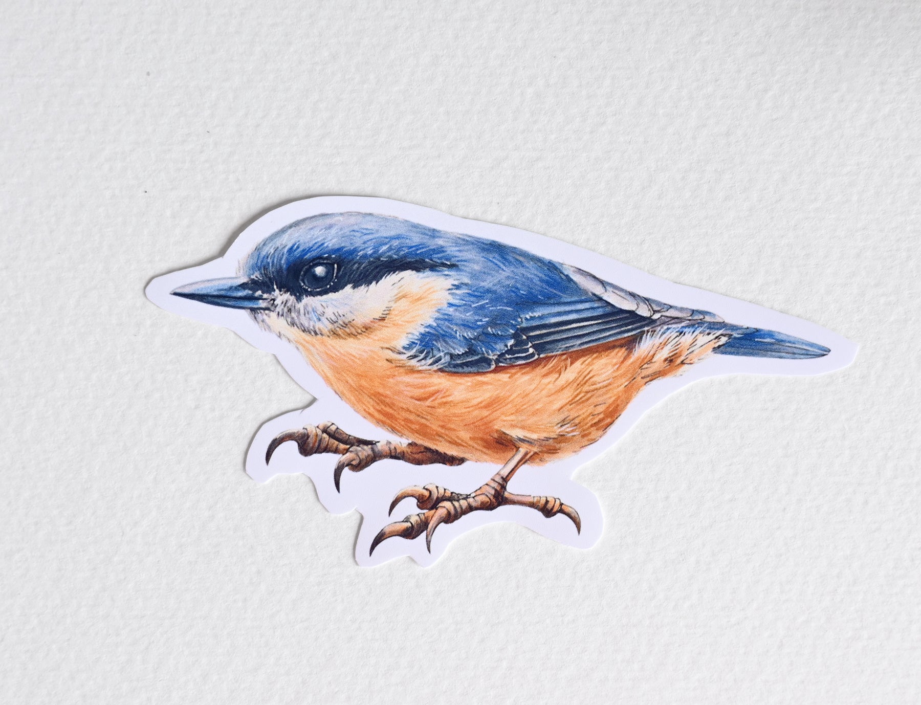 Photo of a sticker with nuthatch illustration on a textured white background