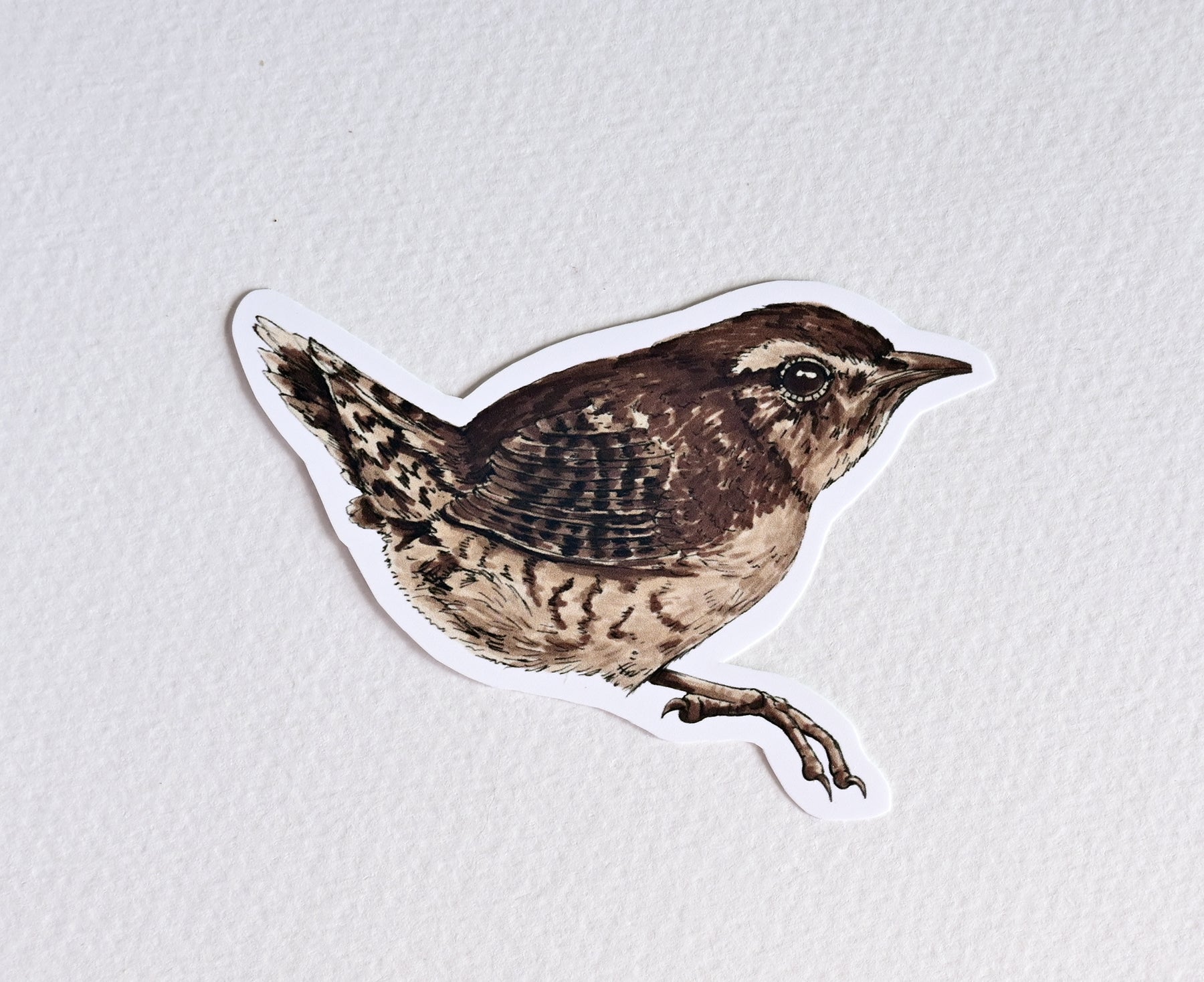 Photo of a sticker with wren bird illustration on a textured white background