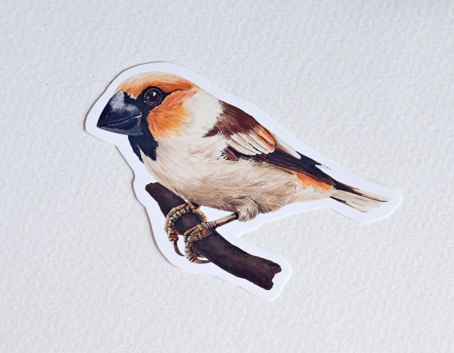 Photo of a sticker with a hawfinch bird illustration on a textured white background