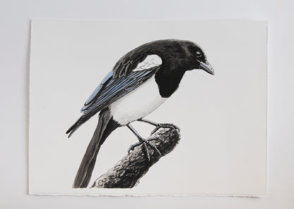 Magpie bird perched on a branch against a light gray background