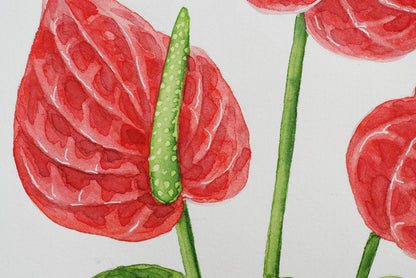 Illustration of red Anthurium flowers with green stems on a white background