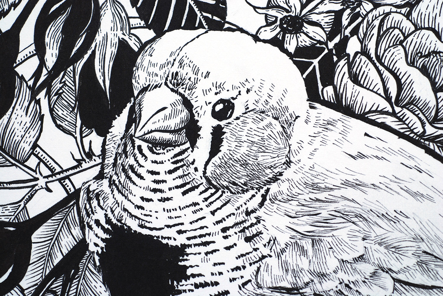 Black and white illustration of a zebra finch bird and roses, close up.