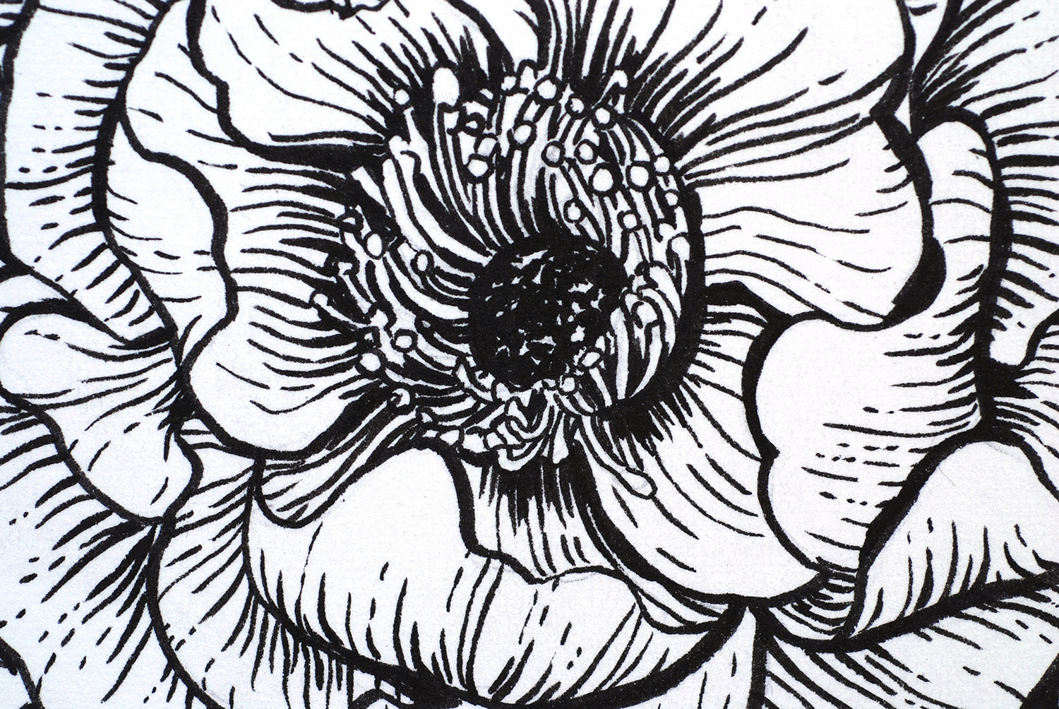 Black and white line drawing of a flower, close up