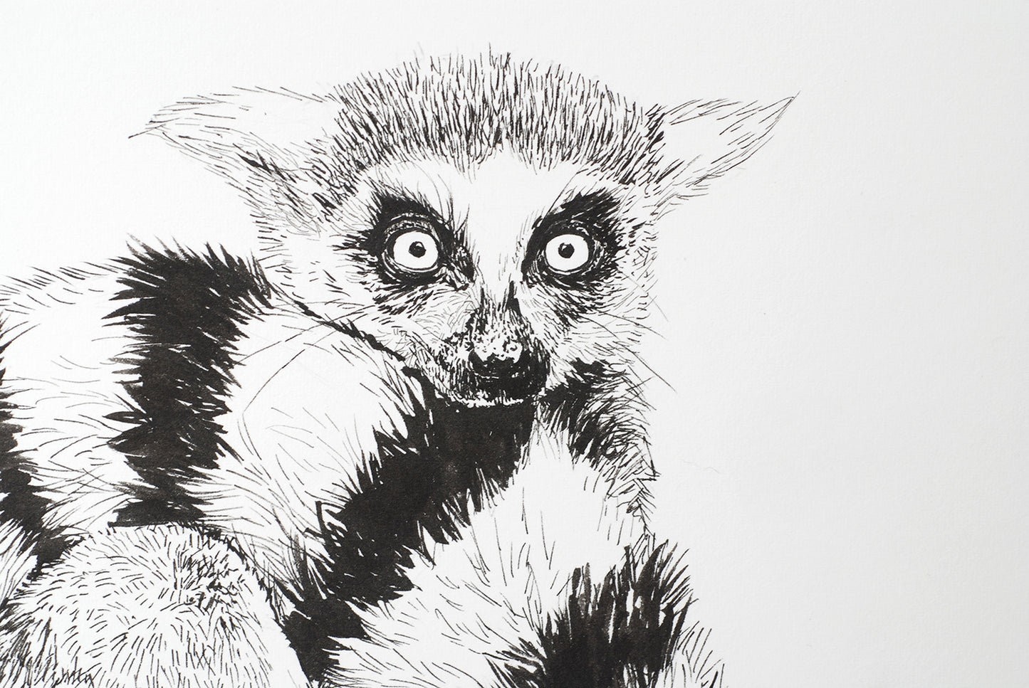 Black and white illustration of a lemur on a white background