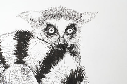 Black and white illustration of a lemur on a white background