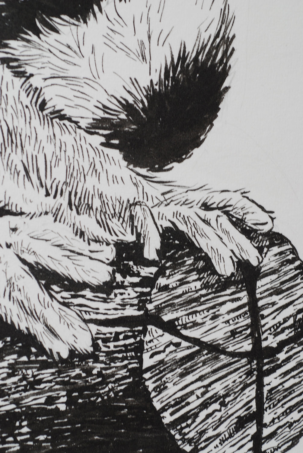 Detail from a drawing of a lemur