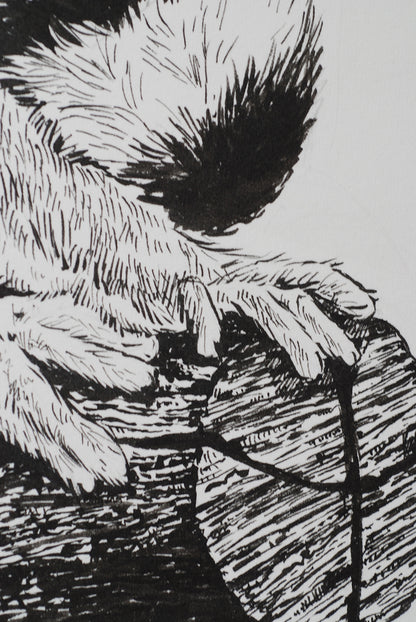 Detail from a drawing of a lemur