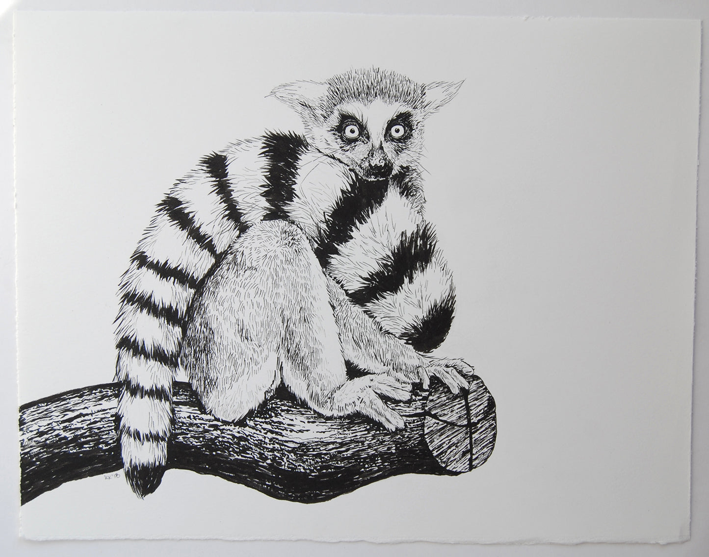 Black and white illustration of a lemur on a branch