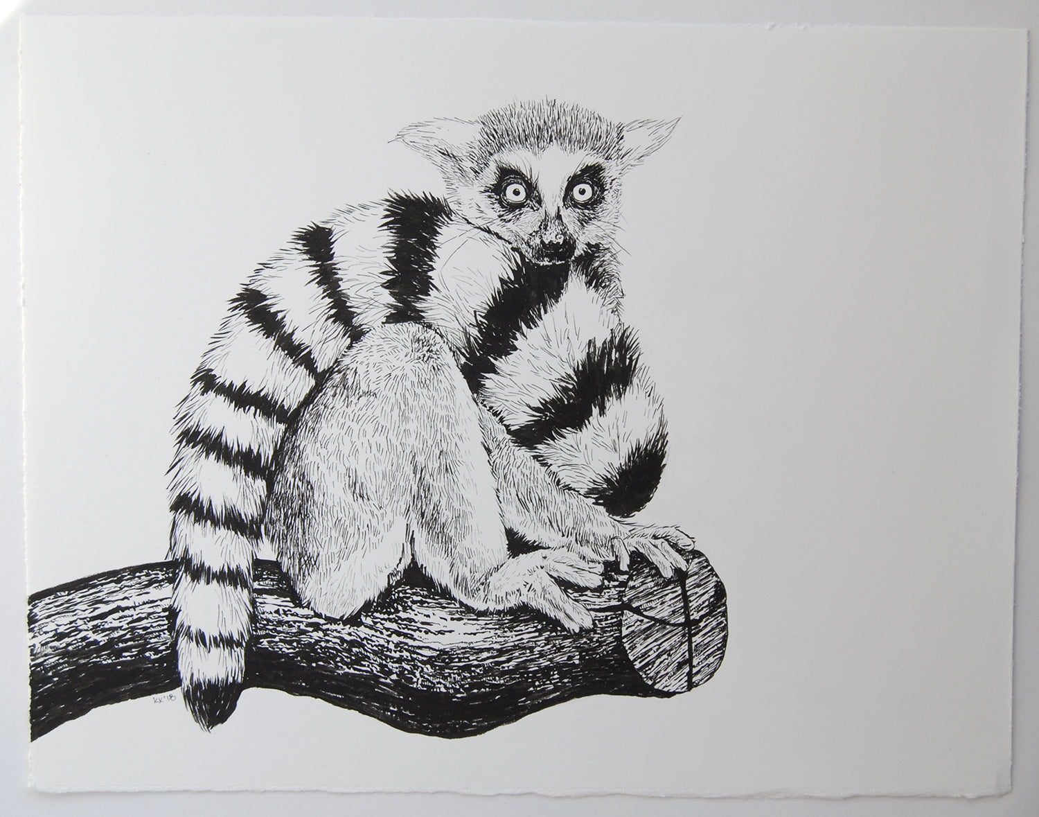 Black and white illustration of a lemur on a branch