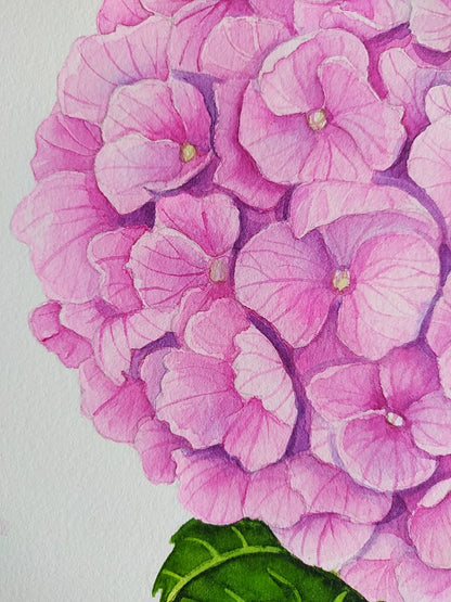 Close-up of a pink hydrangea flower with a white background