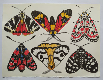 Colorful illustrations of moths on an off white background