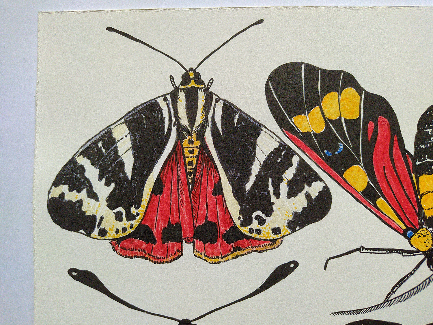 close up of an Illustration of a moth with red, black, and yellow wings on a white background