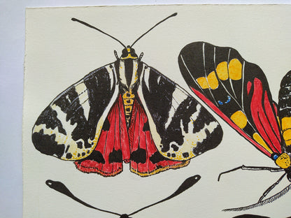 close up of an Illustration of a moth with red, black, and yellow wings on a white background
