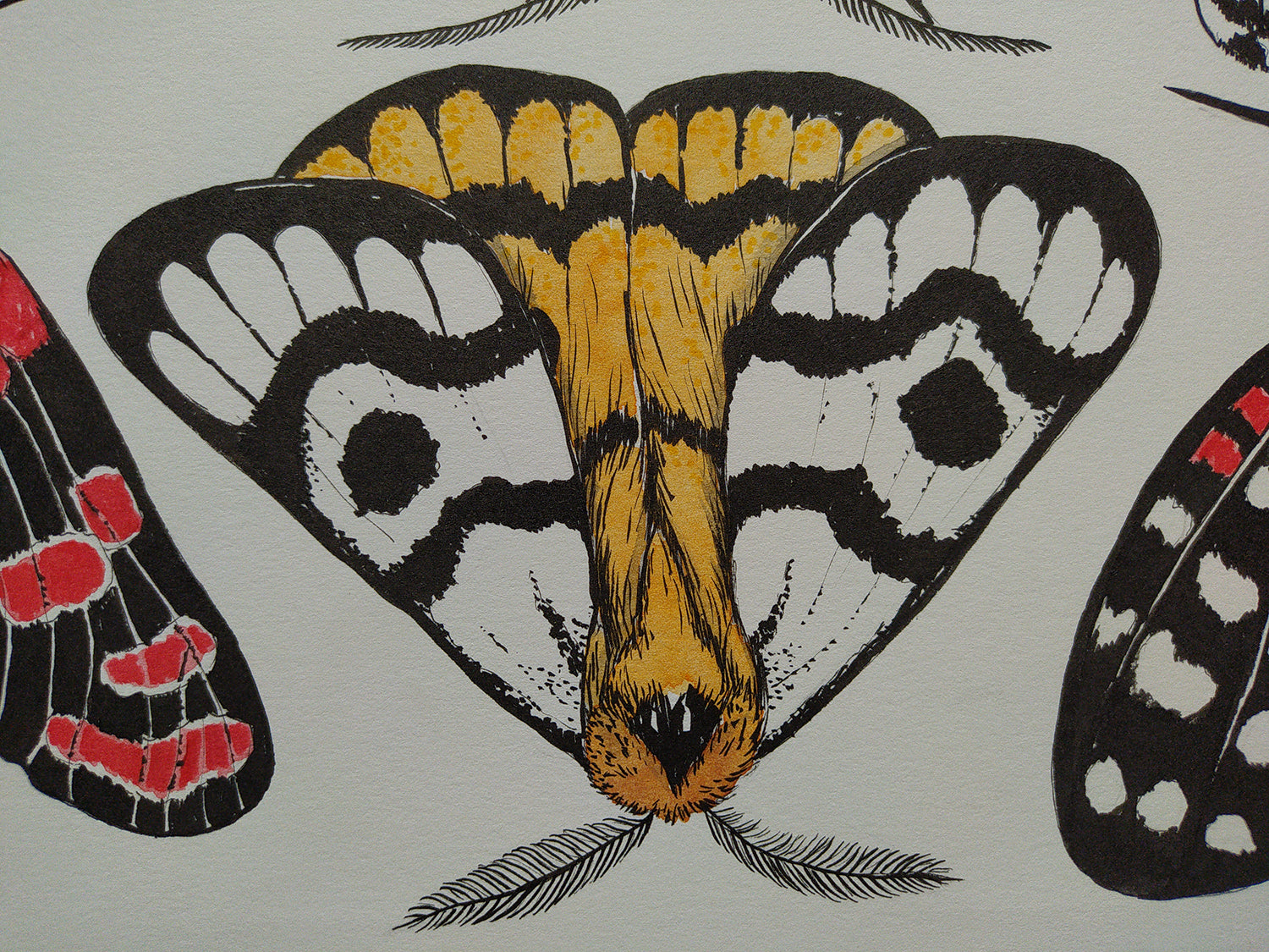 close up of an Illustration of moth  with black, white, and yellow patterns on an off white background.