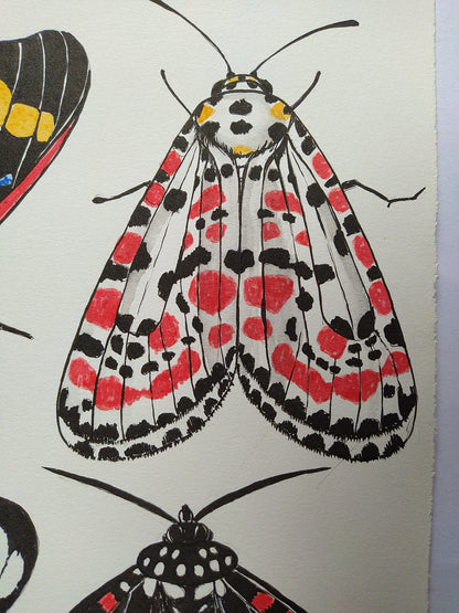 close up of an Illustration of moth  with red, black, and white pattern on an off white background