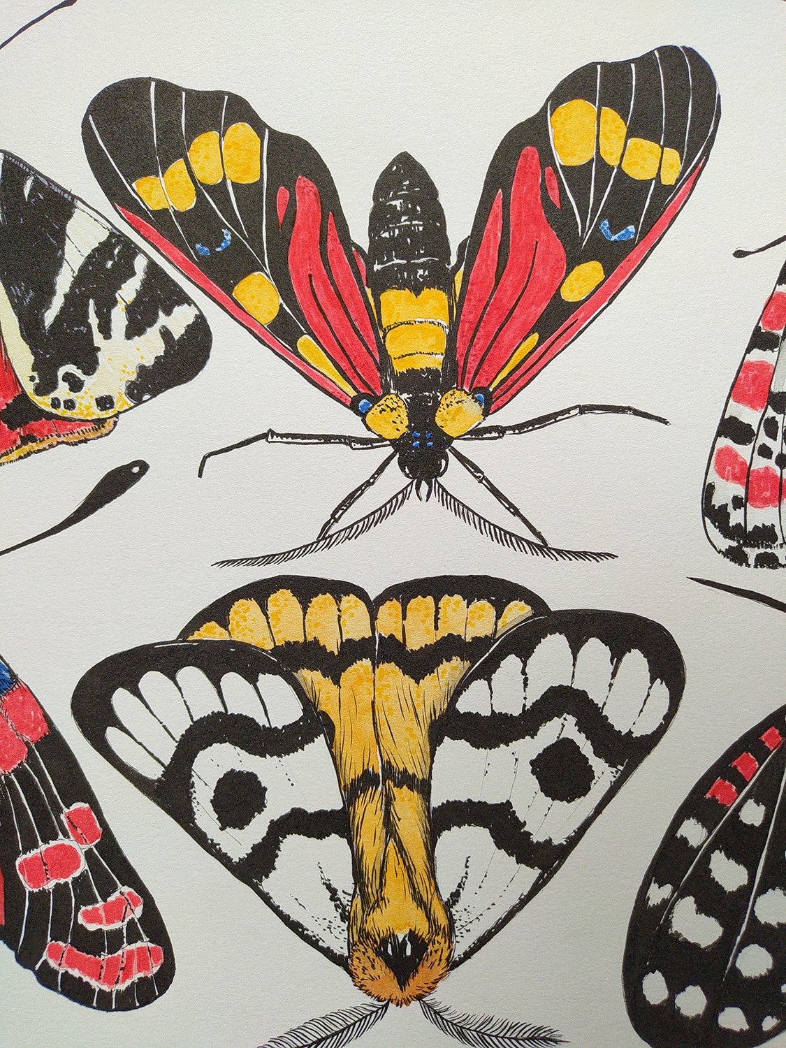 close up of an Illustration of moths with black, yellow, and red patterns on an off white background.