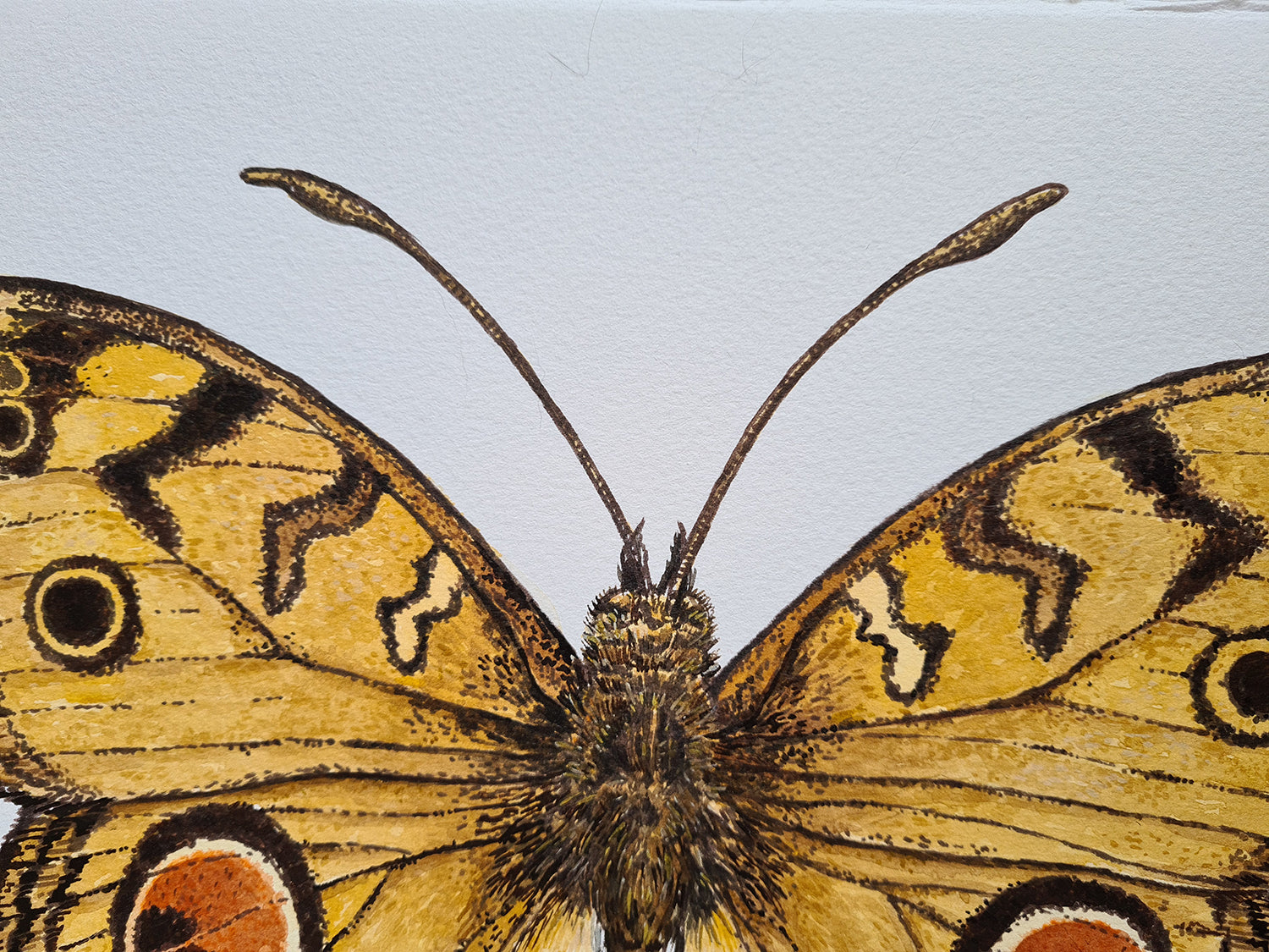 Close-up of a butterfly with detailed wing patterns on a white background