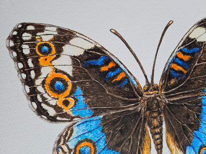 Close-up of a butterfly with detailed wings on a light gray background