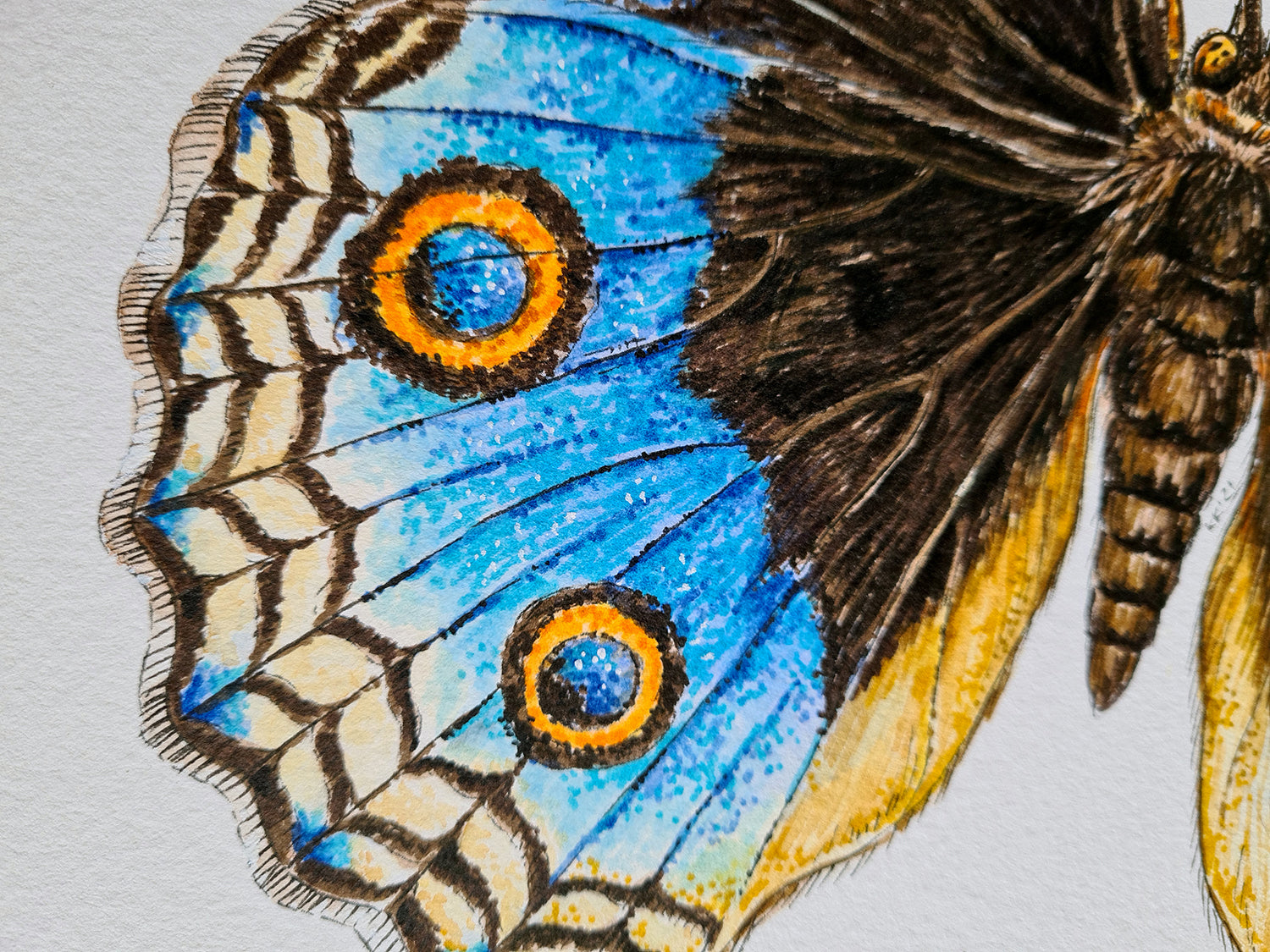 Close-up of a butterfly with blue wings featuring eye spots on a light gray background