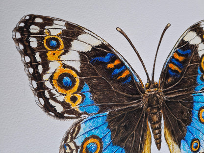 Close-up of a butterfly with detailed wing patterns on a light gray background