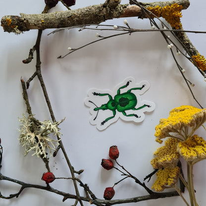 Beetles journal stickers - katerinamitkova