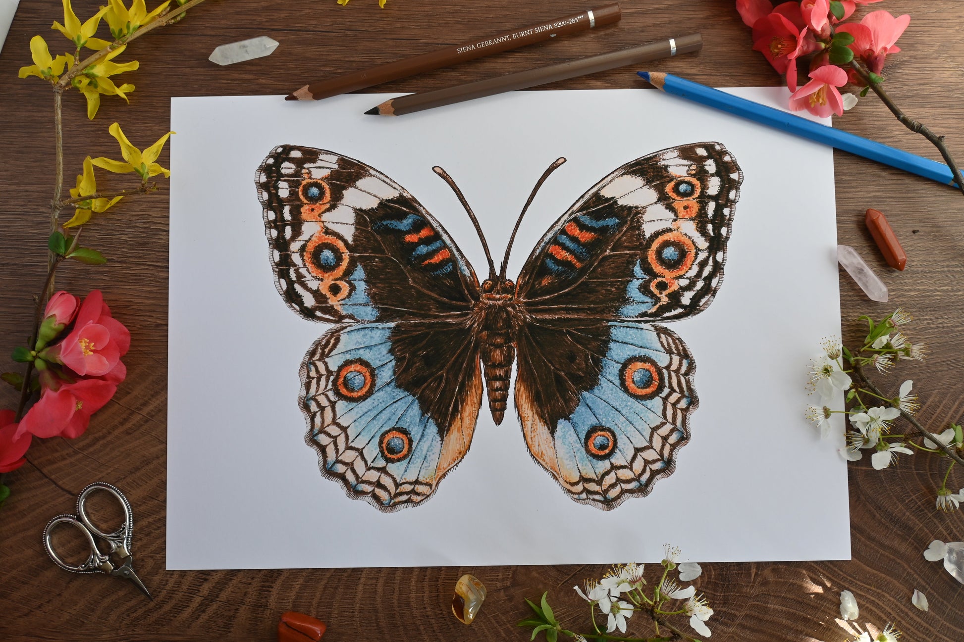 Blue pansy Butterfly Art Print - katerinamitkova