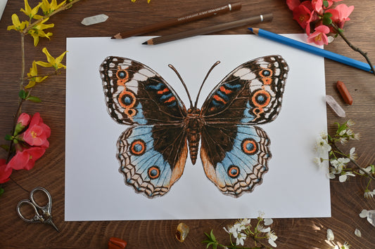 Blue pansy Butterfly Art Print - katerinamitkova