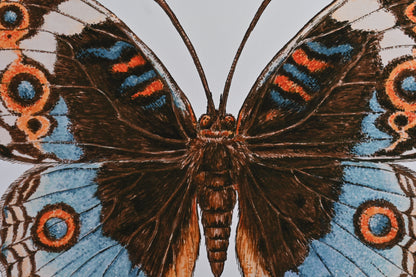 Blue pansy Butterfly Art Print - katerinamitkova