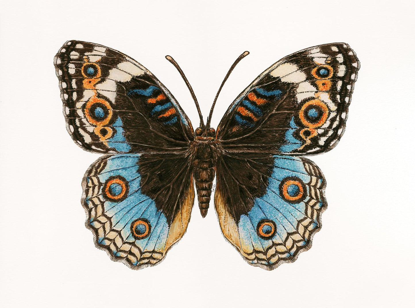 Blue Pansy Butterfly watercolor painting - katerinamitkova