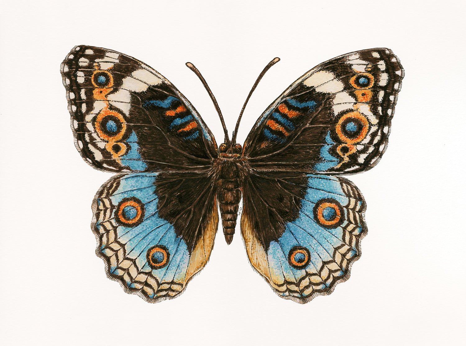 Blue Pansy Butterfly watercolor painting - katerinamitkova