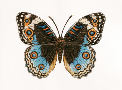 Blue Pansy Butterfly watercolor painting - katerinamitkova